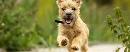Cairn puppy running