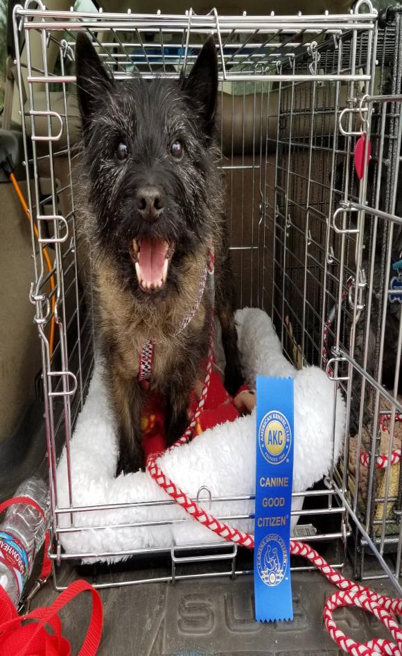 Cairn earning Canine Good Citizen title