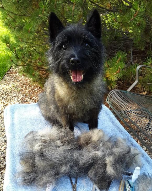 Adult Cairn after grooming 