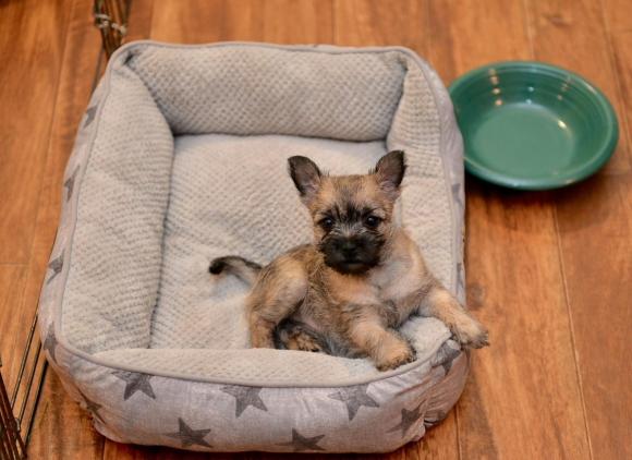 Cute Puppy Standing in Bolster Bed