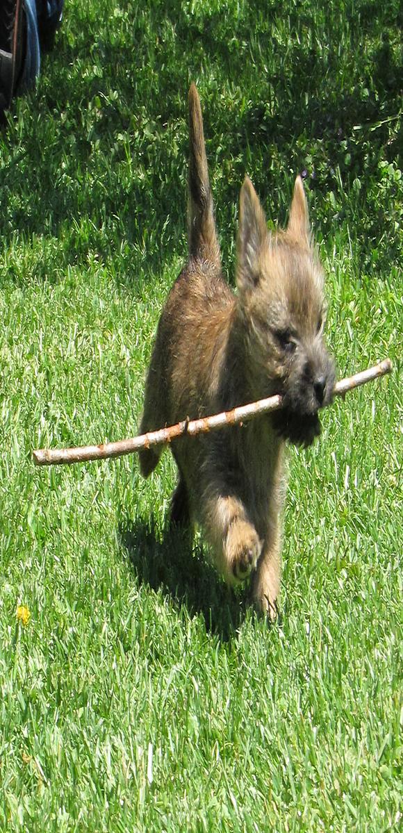 Cairn Puppy running with stick in mouth.