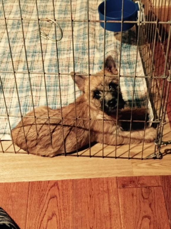 Cairn Puppy in Exercise Pen